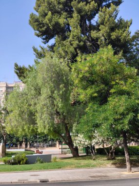 Güneşli bir günde Murcia 'da nehir kenarındaki çiçekler.