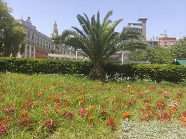 Güneşli bir günde Murcia 'da nehir kenarındaki çiçekler.