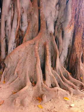 Ağaç gövdeleri bir arkaplan oluşturuyor