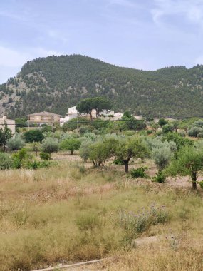 Güneşli bir günde İspanya 'nın güneyinde tarım arazisi
