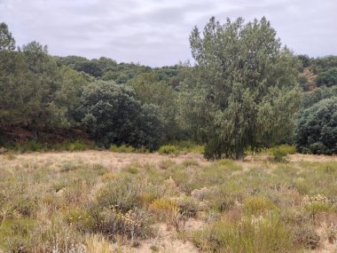 Güneşli bir günde doğada tarım