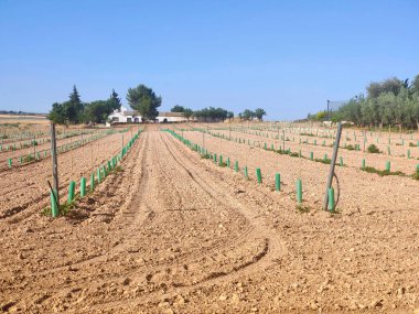 Güneşli bir günde doğada tarım