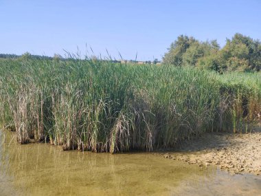 Güneşli bir günde İspanya 'nın güneyindeki doğada göl