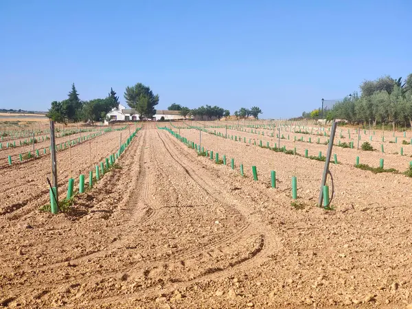 Güneşli bir günde doğada tarım