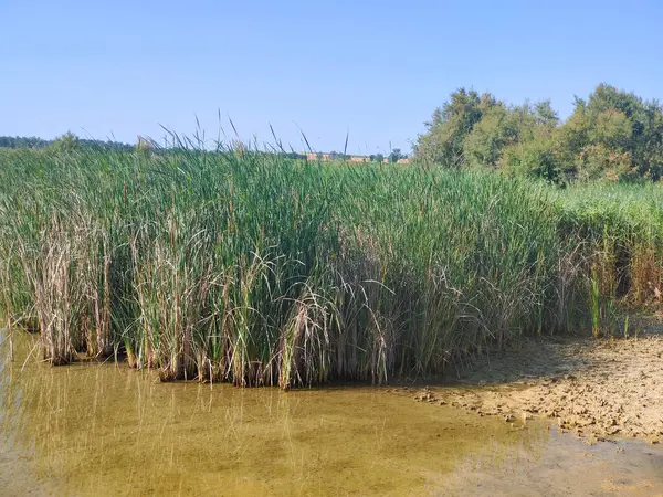 Güneşli bir günde İspanya 'nın güneyindeki doğada göl