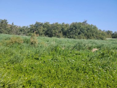 İspanya 'nın merkezinde güneşli bir günde