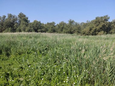 İspanya 'nın merkezinde güneşli bir günde