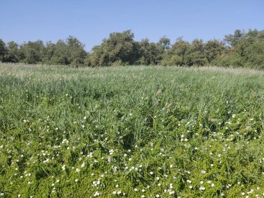 İspanya 'nın merkezinde güneşli bir günde
