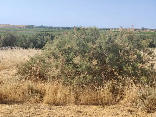 İspanya 'nın merkezinde güneşli bir günde