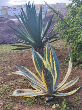 Kanarya adasının kuzeyinde bulutlu bir günde tropik bir bahçe