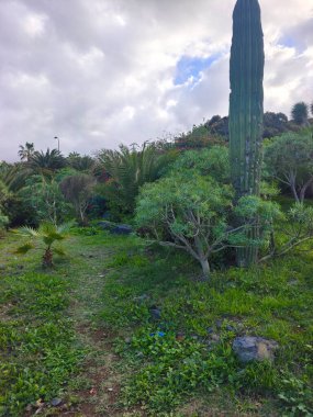 Kanarya adasının kuzeyinde bulutlu bir günde tropik bir bahçe