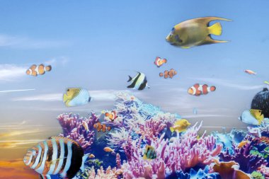 Atlantik okyanusunda suyun altında balıklar