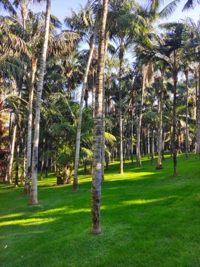 Kanarya adasının kuzeyinde bulutlu bir günde tropik bir bahçe
