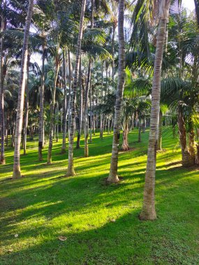 Kanarya adasının kuzeyinde bulutlu bir günde tropik bir bahçe