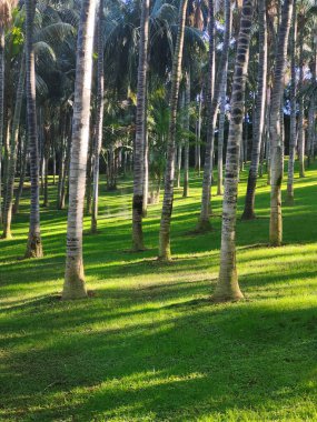 Kanarya adasının kuzeyinde bulutlu bir günde tropik bir bahçe