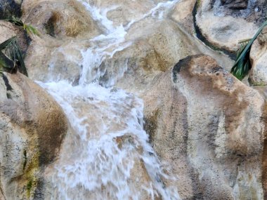 Tropik bir bahçedeki primatlar