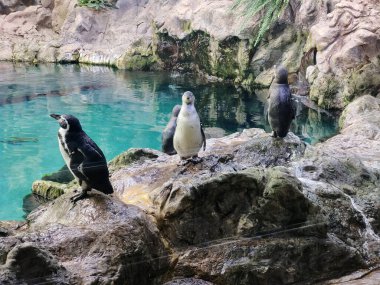 Aşırı iklimdeki bir kolonide penguenler