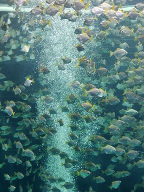 Atlantik okyanusunda suyun altında balıklar