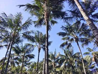 Kanarya adasının kuzeyinde bulutlu bir günde tropik bir bahçe