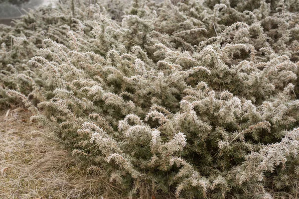 Arbusto Enebro Cubierto Escarcha Una Fría Mañana Invierno — Foto de Stock