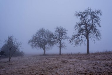Kış mevsiminde sisli bir sabah. Çayırda çıplak elma ağaçları var.