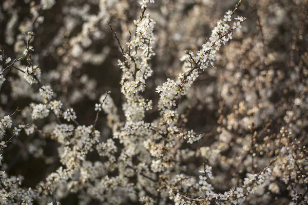 Vita Blommor Vid Kvisten Blommande Svarthorn Buske Våren — Stockfoto