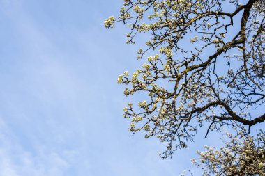 İlkbaharda bir elma ağacının dalları ve gün ışığında tomurcukları.