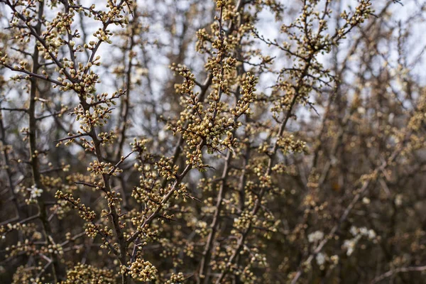 Много Бутонов Ветвях Кустарника Начале Весны — стоковое фото