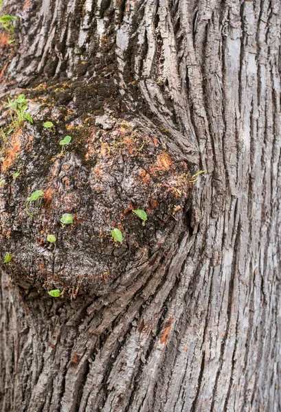 Sårvävnad Vid Barken Ett Kalkträd Med Små Blad — Stockfoto