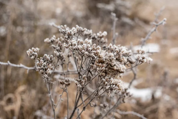 Detailní Záběr Zvadlé Květy Jestřábí Bradky Zimě Pokryté Ledovými Krystaly — Stock fotografie