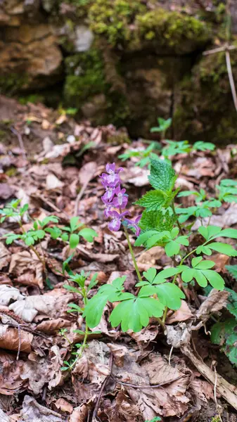 stock image a flowering plant of corydalis cava or hollowroot with purple inflorescence