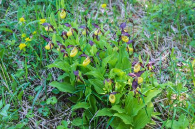 Bir grup cypripedium kalseolus yazın başında çiçek açıyor.