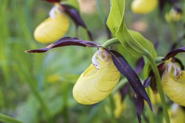 Cypripedium calceolus 'un çiçek başlığının kenar görüntüsü