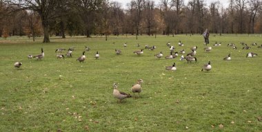 Londra 'daki Kensington Bahçeleri' nde bir çayır Kanada kazları sürüsü ve ön planda bir çift Mısır kazıyla birlikte.