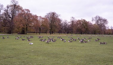 Londra 'daki Kensington Bahçeleri' nde bir çayırda Kanada kazları Kasım ayında gri bir günde