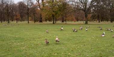 Bazı Mısır kazları ve Kanada kazları Londra 'daki Kensington Bahçeleri' nde bir çayırda