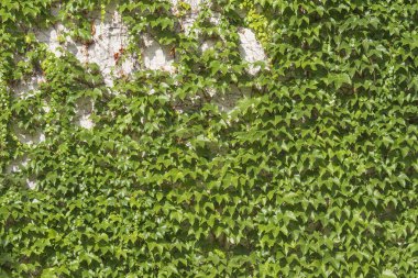 Bir yaz gününde, parlak güneş ışığında yükselen sarmaşığın yeşil yaprakları