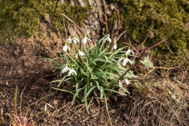 İlkbaharın başlarında açan beyaz çiçekli kardamlaları ya da galanthus nivalis