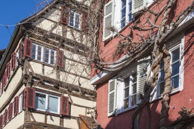 Eski Tuebingen kasabasındaki eski bir binanın cephesine tırmanan bir asma fabrikası.