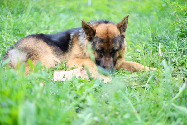 stock image Beautiful German Shepherd dog is playing in the grass with flowers. German Shepherd puppy frolics in the grass, playing with flowers