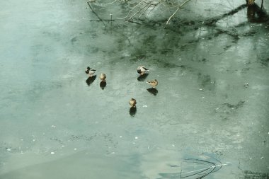 Kışın nehir buzla kaplanır ve kuşlar nehir boyunca buzun üzerinde yürür. Kış manzarası - nehirdeki buzlu kuşlar.