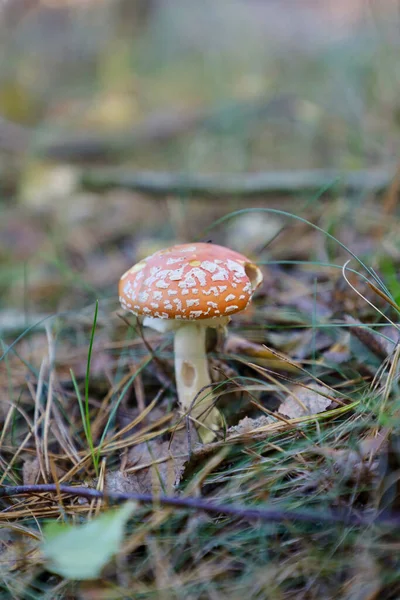 Mushrooms Wild Mushroom Grass Leaves Edible Poisonous Mushrooms — Stock Photo, Image