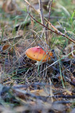Vahşi doğadaki mantarlar. Çimenlerin ve yaprakların arasında mantar. Yenilebilir ve zehirli mantarlar.