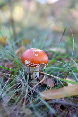 Vahşi doğadaki mantarlar. Çimenlerin ve yaprakların arasında mantar. Yenilebilir ve zehirli mantarlar.