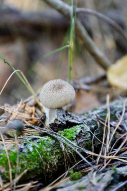Vahşi doğadaki mantarlar. Çimenlerin ve yaprakların arasında mantar. Yenilebilir ve zehirli mantarlar.