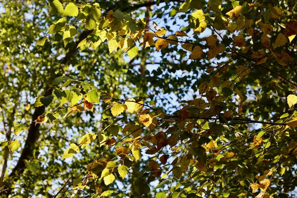 Blätter Auf Einem Baum Vor Dem Hintergrund Des Himmels Und — Stockfoto