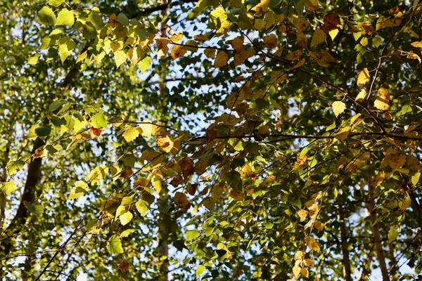 Листя Дереві Тлі Неба Дерев Гілки Листям Дереві Тлі Сонячного — стокове фото