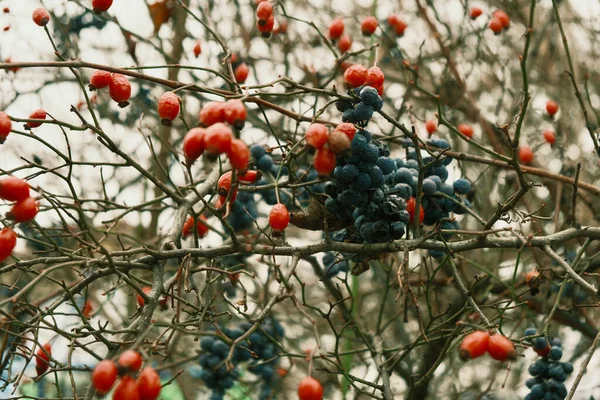 Bunches Wild Rose Grapes Winter Branches Wild Rose Grapes Leaves — Stock Photo, Image