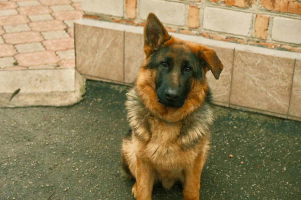 Alman Çoban Köpeği Kaldırımda Oturuyor Hayvanı Alman Çoban Köpeği Kaldırımda — Stok fotoğraf