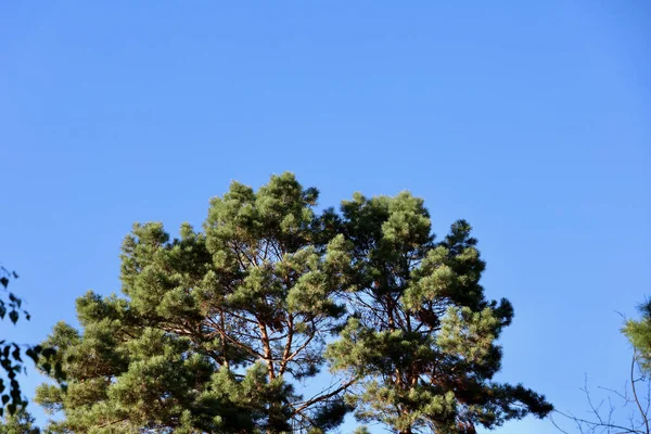 Tops of trees against the sky. The tops of pine trees against the blue sky in summer. Green tree tops, blue sky and sunbeams